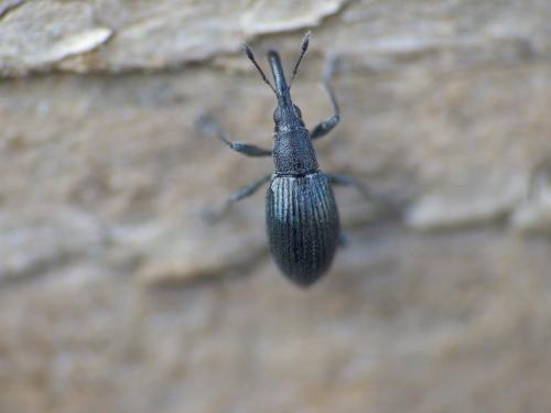 Réf. 275 216 : Aspidapion sp.